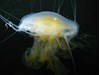 Photo of Phacellophora camtschatica